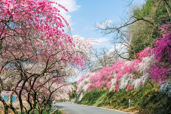 色とりどりの花桃が咲き乱れる街道（画像提供：観光ぐんま写真館 https://gunma-kanko.jp/）