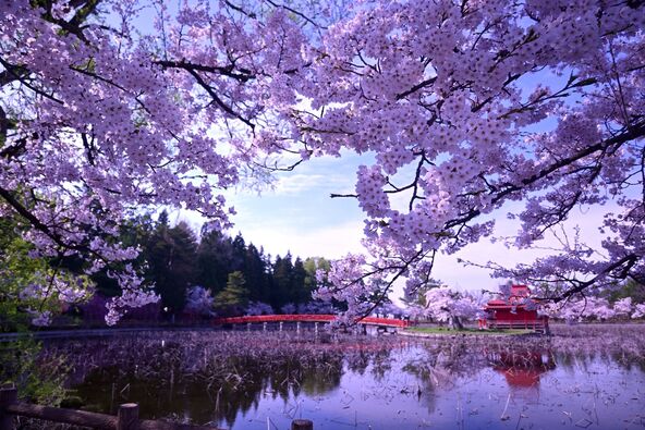 池に映る桜も見どころ（画像提供：一般社団法人平川市観光協会）