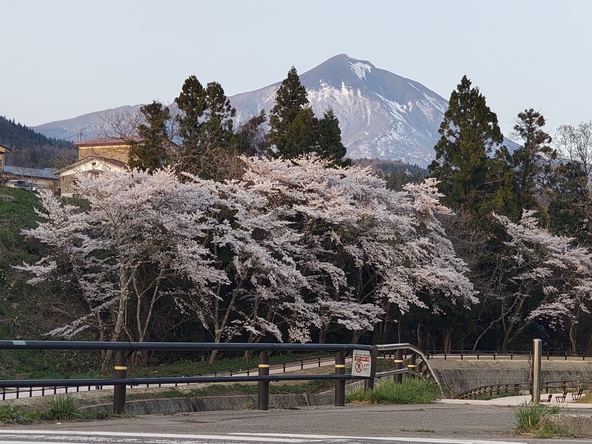 「種まき狐」と呼ばれる磐梯山の残雪と桜の共演（画像提供：福島県磐梯町）