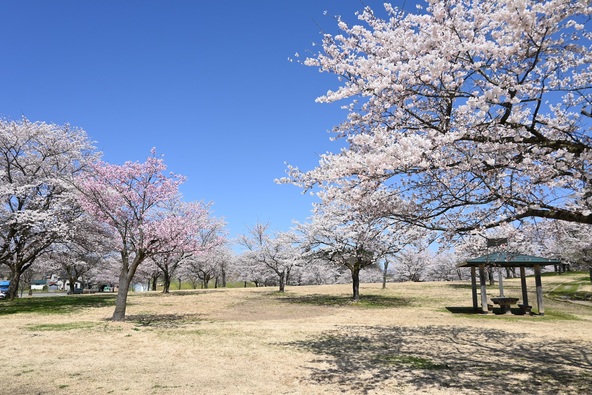 満開時の様子（画像提供：羽後町）