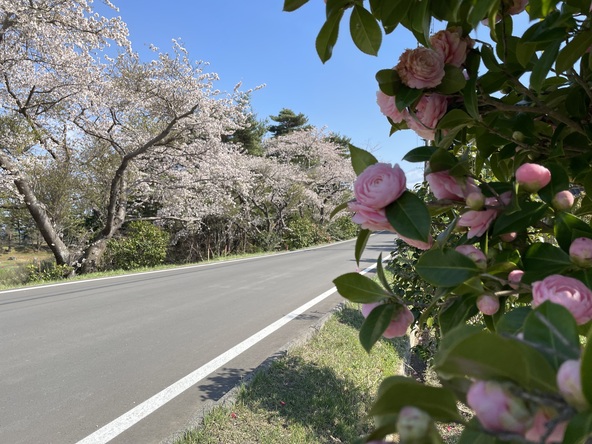 椿と桜が共演（画像提供：大船渡市）