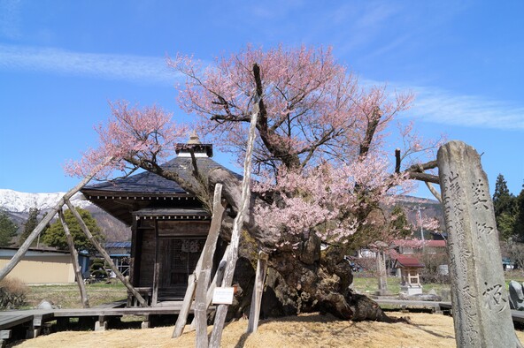 薬師ザクラ（画像提供：白鷹町）