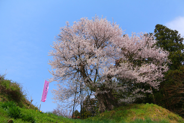 子守堂のサクラ（画像提供：白鷹町）