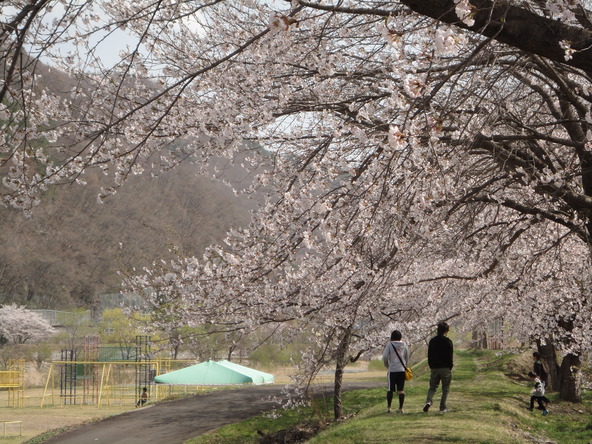 桜が満開時の「びわのかげ運動公園」（画像提供：南会津町観光物産協会）