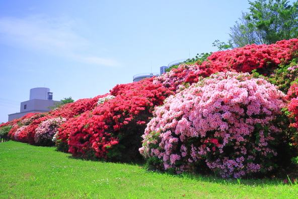 浅香山緑道（大阪府堺市）の満開のつつじ（画像：masa / PIXTA）
