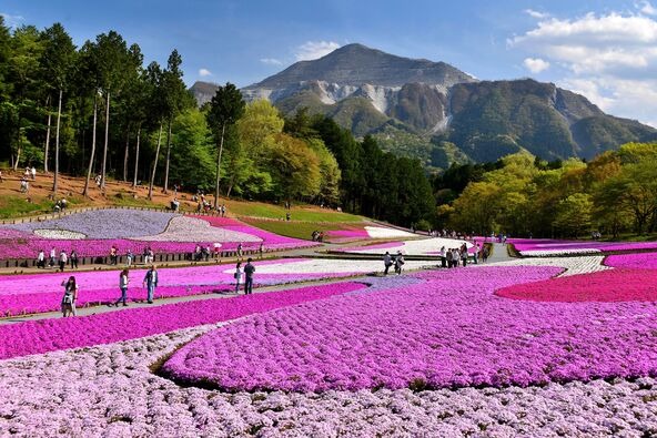 10種類の芝桜が美しいデザインで植栽された花畑は写真映え抜群！