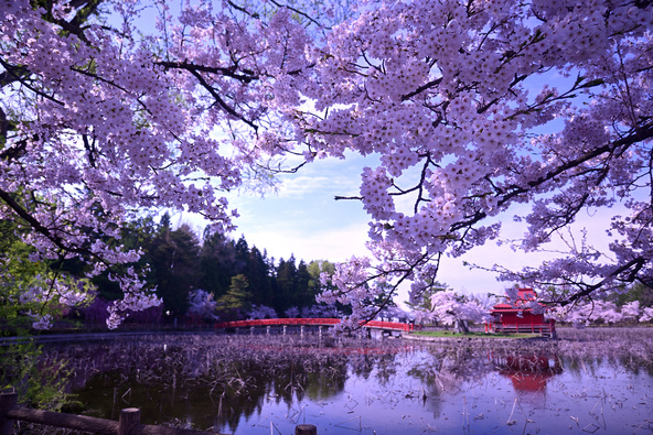 写真提供：平川市観光協会