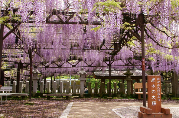 圧巻の光景が楽しめる素盞嗚神社「黒木の大藤」（画像提供： にたちん / PIXTA）