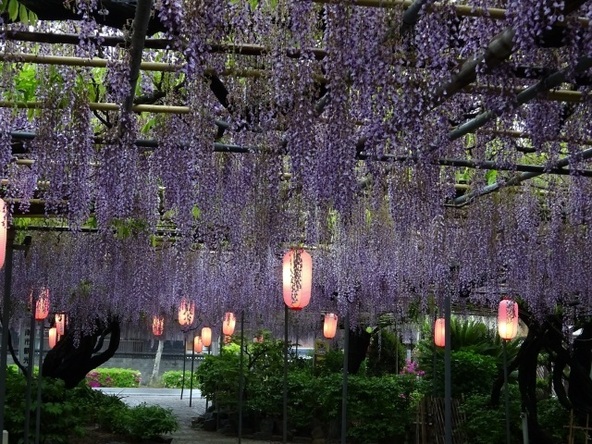 長く垂れ下がる花房が圧巻の「広藤園」の藤