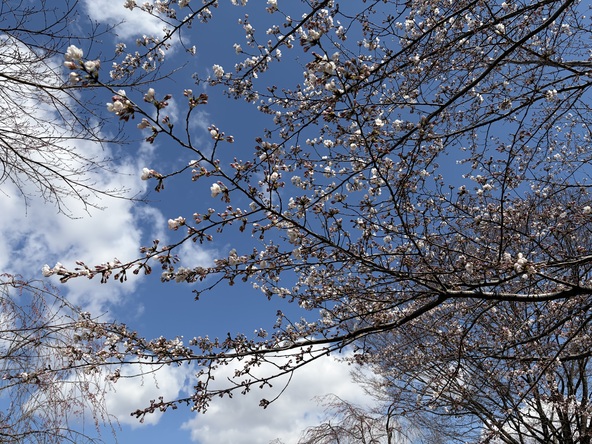 2026年4月8日の様子