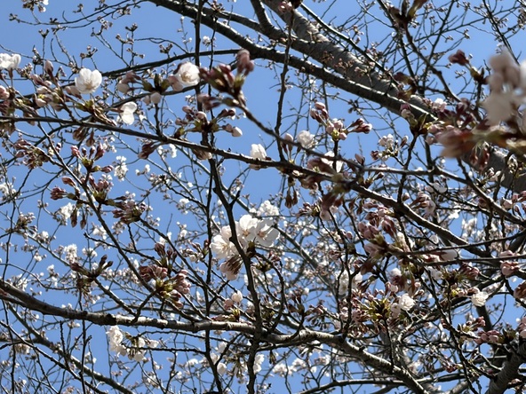 2026年4月8日の様子