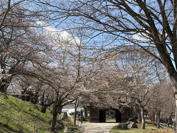 2026年4月8日の様子