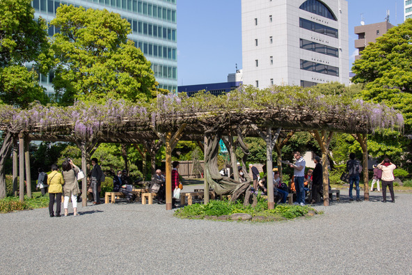 都会のオアシスのような藤棚が広がります（画像提供：michitadakazu / PIXTA）