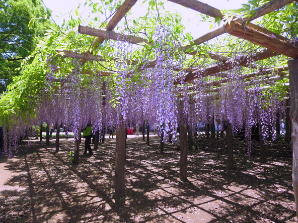 圧巻の光景が楽しめる「牛島の藤（藤花園）」（画像提供：yukimi / PIXTA）
