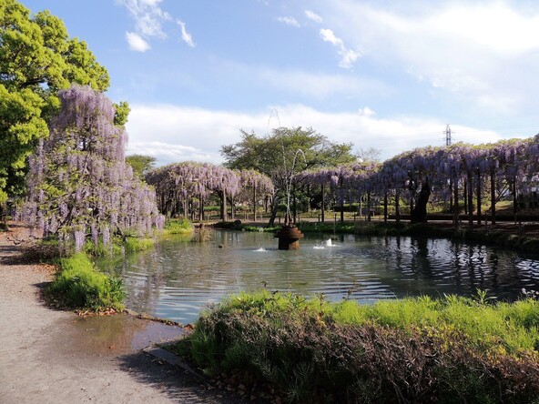 池を取り囲むような藤棚がある「大天白公園」（画像提供：クッキー / PIXTA）