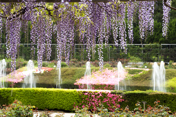 多品種の藤が鑑賞できる「神代植物公園」 （画像提供：萩谷篤思　A.Hagitani / PIXTA）