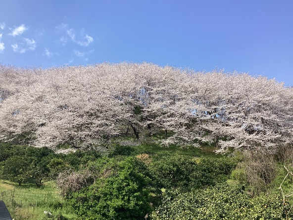 佐木島「塔の峰千本桜」