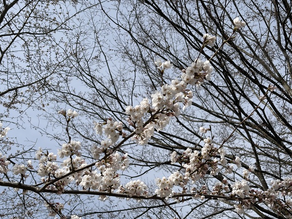 2026年4月10日の様子