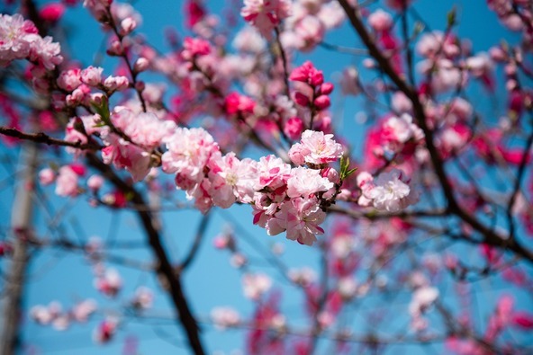 地元の有志が植えたハナモモが彩る回廊