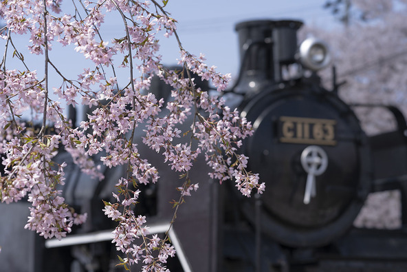 しだれ桜とSLが並ぶ日中線記念自転車歩行者道／（C）福島県観光物産交流協会