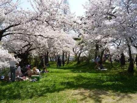 やわらかな春の光に包まれる、満開のソメイヨシノ