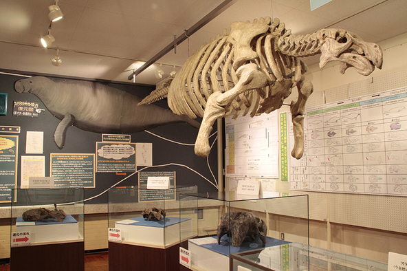 カイギュウやクジラなどの化石が並ぶ展示室／（C）福島県観光物産交流協