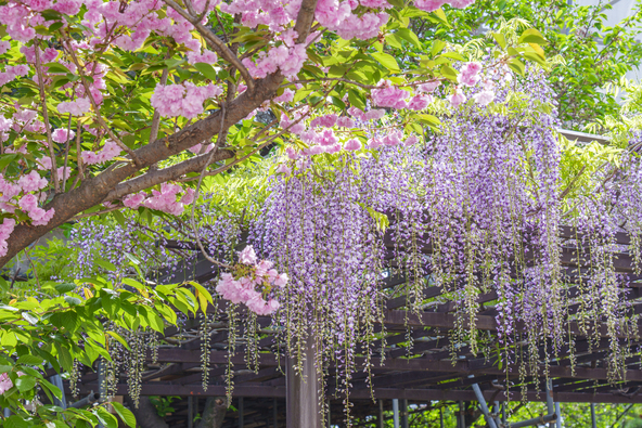 紫・ピンク・白色の藤の花を楽しめます（画像提供：でじたるらぶ / PIXTA）