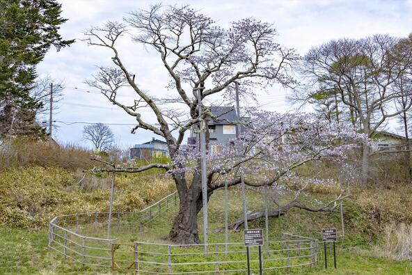 画像提供：室蘭観光協会