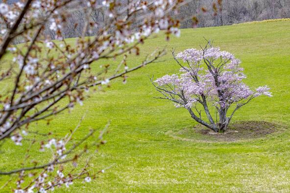 画像提供：室蘭観光協会