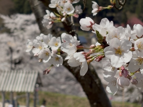 2026年4月14日の様子
