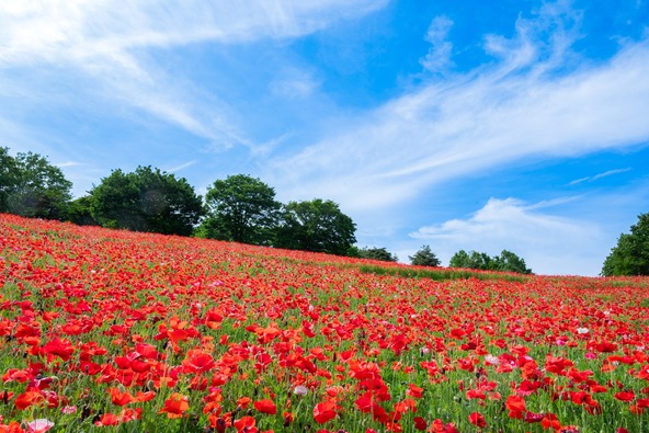 花の丘に咲く「シャーレーポピー」（過去の様子）。花の丘へは「砂川ゲート」が便利♪