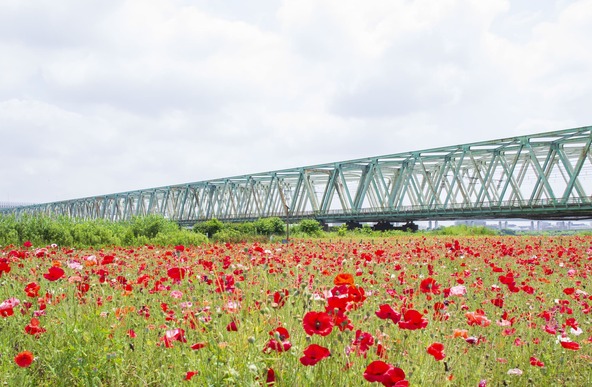 鉄橋を背景に、赤やピンク、白色の花を咲かせる「シャーレーポピー」が咲き誇ります（画像提供：kazu / PIXTA）