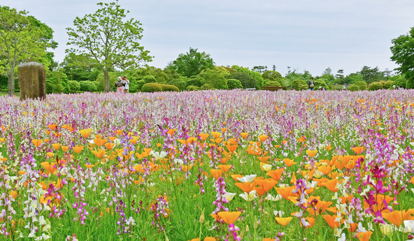 「リナリア・カリフォルニアポピー」（過去の様子）
