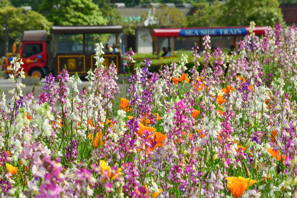 「シーサイドトレイン」からは、車窓から花畑を観賞できますよ