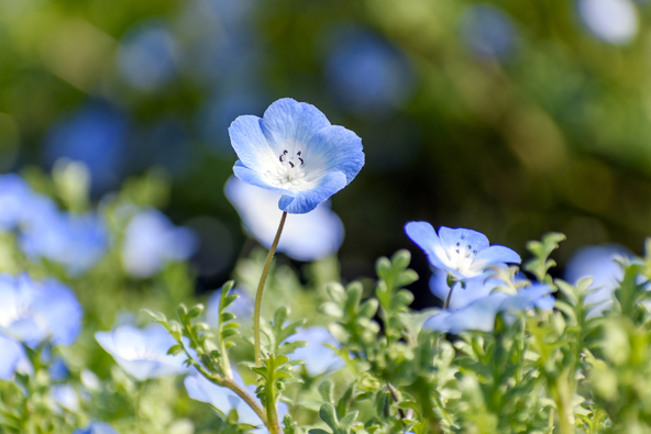 可憐でたくましいネモフィラ・インシグニスブルー（画像提供：himawari / PIXTA）