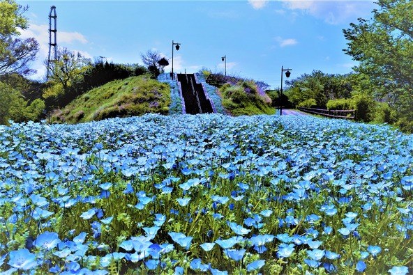  「くりはま花の国」のネモフィラ畑