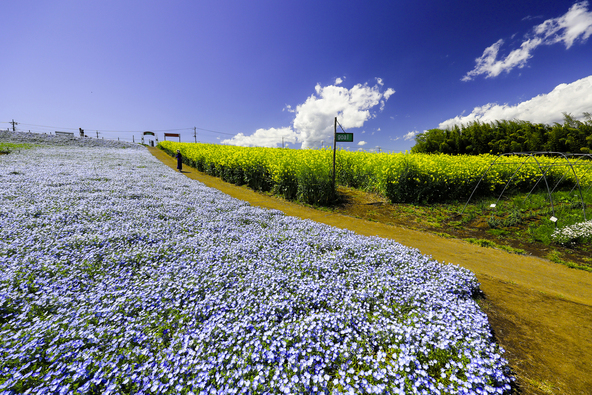 ネモフィラと菜の花畑の間を散策♪（画像提供：tenjou / PIXTA）