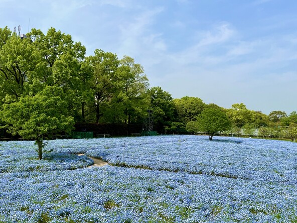 「長居植物園」のネモフィラ畑