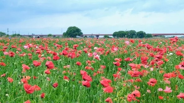 「花のまち こうのす」を代表するイベントです