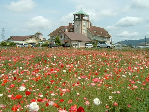 満開時のポピー畑の様子