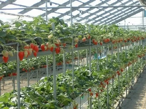 例年GWまでは「いちご狩り」（事前予約制）も楽しめます