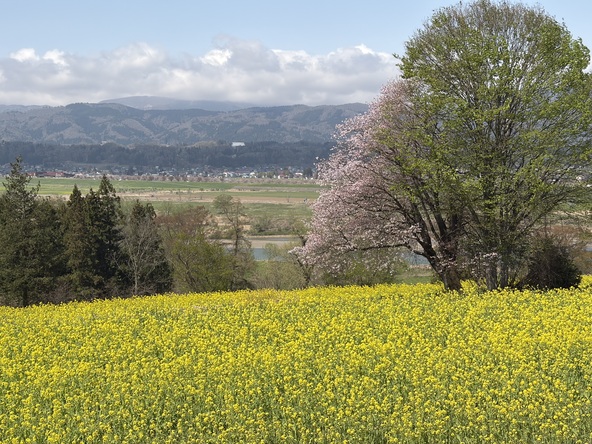 2026年4月16日の様子