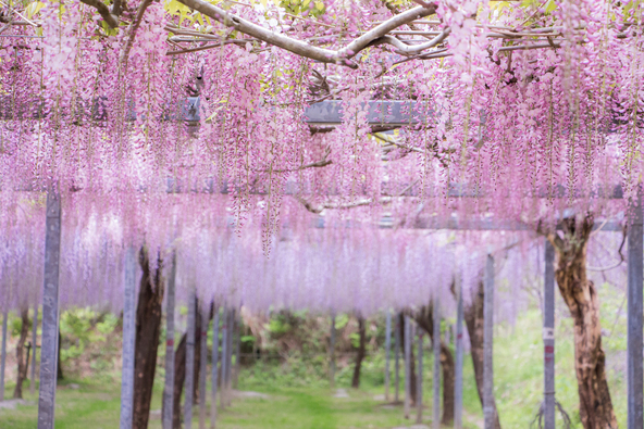 23種類100本の藤が植えられている「和気公園」（画像提供： ひとり君 / PIXTA）