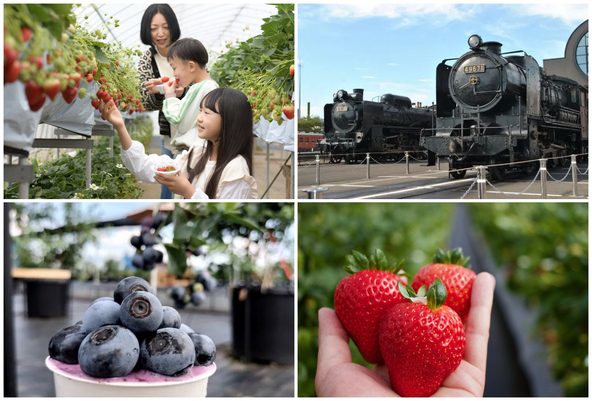 SLが通る真岡市では、いちご狩りや機織りなど多彩な体験ができます（右下画像提供：こんちゃん / PIXTA）