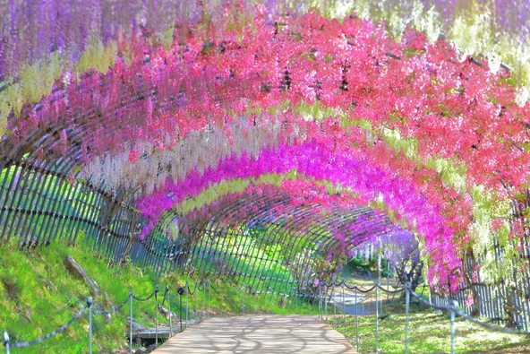 110ｍの藤のトンネルは必見です！（画像提供： kazukiatuko / PIXTA）