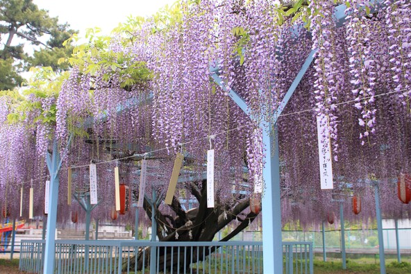 樹齢300年以上の野田フジ（画像提供：一般社団法人久喜市観光協会）