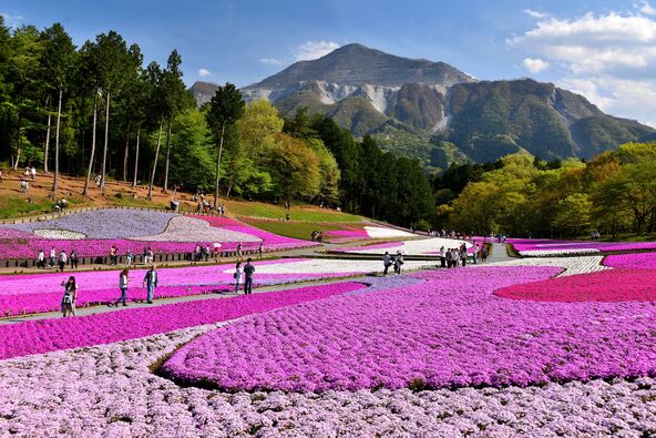 まるで“花のパッチワーク”のような「芝桜の丘」