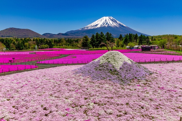 富士山と芝桜の鮮やかな色のコントラストが美しい