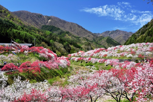 阿智村の春の絶景「花桃」