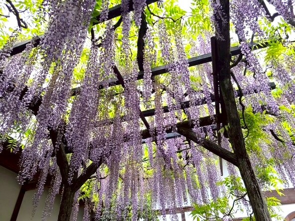 降り注ぐように咲く藤の花